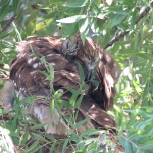 Ninox boobook at Wanniassa, ACT - 27 Feb 2019