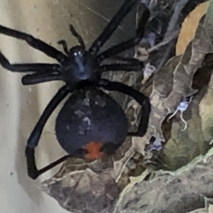 Latrodectus hasselti at Monash, ACT - 27 Feb 2019 05:22 PM