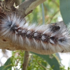 Anthela varia (Hairy Mary) at Symonston, ACT - 26 Feb 2019 by Christine