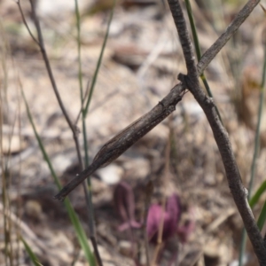 Myrmeleontidae (family) at Symonston, ACT - 26 Feb 2019