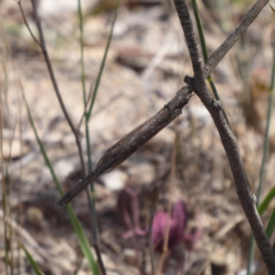 Myrmeleontidae (family) (Unidentified Antlion Lacewing) at Symonston, ACT - 26 Feb 2019 by Christine