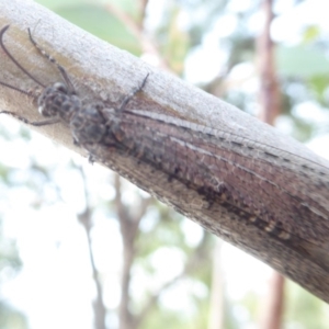 Myrmeleontidae (family) at Symonston, ACT - 26 Feb 2019 11:14 AM