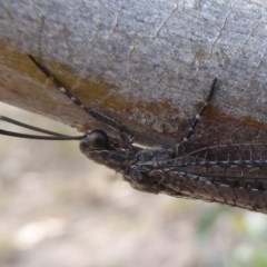 Myrmeleontidae (family) at Symonston, ACT - 26 Feb 2019 11:14 AM