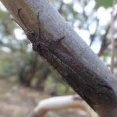 Myrmeleontidae (family) at Symonston, ACT - 26 Feb 2019 11:14 AM