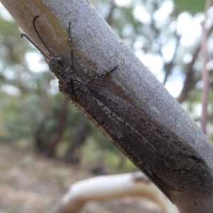 Myrmeleontidae (family) at Symonston, ACT - 26 Feb 2019