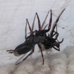 Lampona cylindrata (White-tailed Spider) at Flynn, ACT - 24 Feb 2019 by Christine