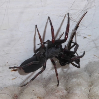 Lampona cylindrata (White-tailed Spider) at Flynn, ACT - 23 Feb 2019 by Christine