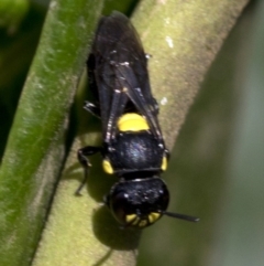 Hylaeus sp. (genus) at Canberra, ACT - 25 Feb 2019