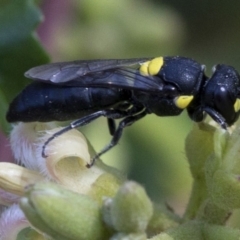 Hylaeus sp. (genus) at Canberra, ACT - 25 Feb 2019