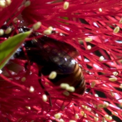 Hyleoides concinna (Wasp-mimic bee) at Acton, ACT - 25 Feb 2019 by JudithRoach