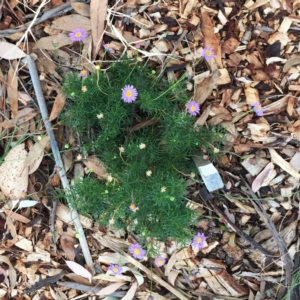 Brachyscome multifida at Hughes, ACT - 27 Feb 2019