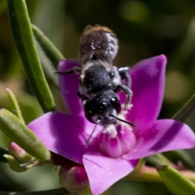 Megachile (Hackeriapis) oblonga (A Megachild bee) at Acton, ACT - 25 Feb 2019 by JudithRoach