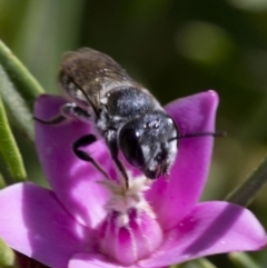 Megachile (Hackeriapis) oblonga at Acton, ACT - 25 Feb 2019