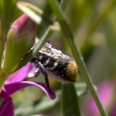 Megachile (Hackeriapis) oblonga at Acton, ACT - 25 Feb 2019