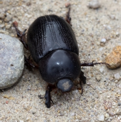 Dynastinae (subfamily) (Unidentified rhinoceros or elephant beetle) at Krawarree, NSW - 27 Feb 2019 by JudithRoach