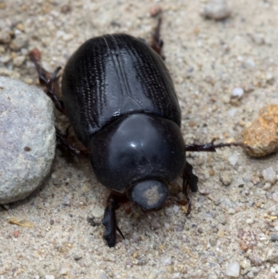 Dynastinae (subfamily) (Unidentified rhinoceros or elephant beetle) at Krawarree, NSW - 26 Feb 2019 by JudithRoach