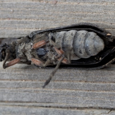 Rhipicera (Agathorhipis) femorata (Feather-horned beetle) at Deua National Park (CNM area) - 27 Feb 2019 by JudithRoach