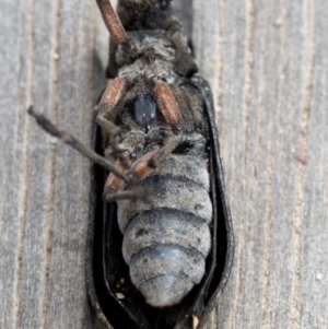 Rhipicera (Agathorhipis) femorata at Krawarree, NSW - 27 Feb 2019