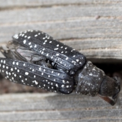 Rhipicera (Agathorhipis) femorata at Krawarree, NSW - 27 Feb 2019 10:26 AM