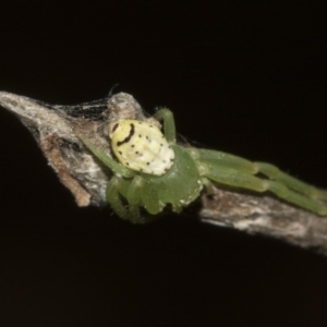 Lehtinelagia sp. (genus) at Higgins, ACT - 27 Feb 2019 09:33 AM