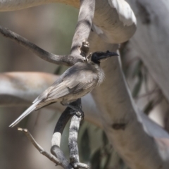 Philemon corniculatus (Noisy Friarbird) at The Pinnacle - 2 Jan 2019 by AlisonMilton