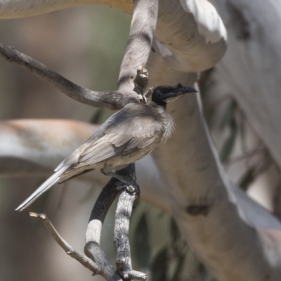 Philemon corniculatus (Noisy Friarbird) at The Pinnacle - 2 Jan 2019 by AlisonMilton