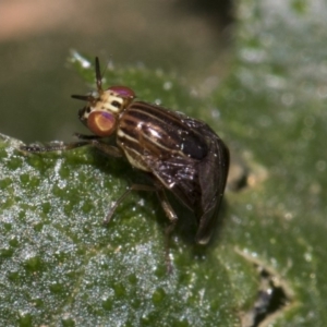 Steganopsis melanogaster at Higgins, ACT - 25 Feb 2019