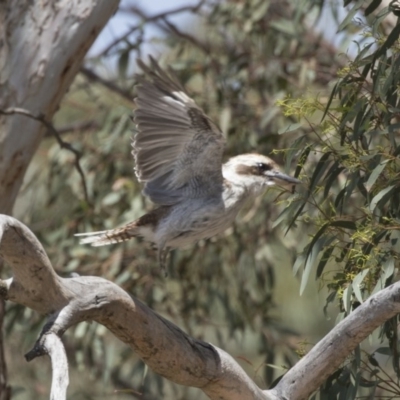 Dacelo novaeguineae (Laughing Kookaburra) at Dunlop, ACT - 1 Jan 2019 by Alison Milton