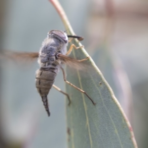 Trichophthalma sp. (genus) at Dunlop, ACT - 10 Jan 2019