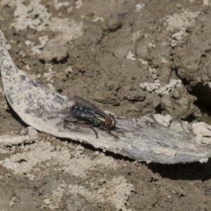 Sarcophagidae (family) at Amaroo, ACT - 22 Feb 2019 01:55 PM