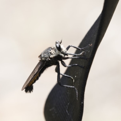 Blepharotes sp. (genus) (A robber fly) at Dunlop, ACT - 10 Jan 2019 by Alison Milton