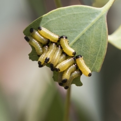 Paropsis atomaria (Eucalyptus leaf beetle) at Dunlop, ACT - 10 Jan 2019 by AlisonMilton