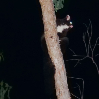 Petauroides volans (Greater Glider) at Wombeyan Karst Conservation Reserve - 26 Feb 2019 by DPRees125