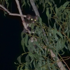 Petauroides volans at Wombeyan Caves, NSW - 26 Feb 2019