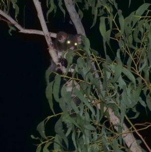 Petauroides volans at Wombeyan Caves, NSW - 26 Feb 2019