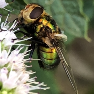 Rutilia (Chrysorutilia) sp. (genus & subgenus) at Monash, ACT - 27 Feb 2019