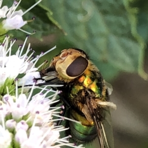 Rutilia (Chrysorutilia) sp. (genus & subgenus) at Monash, ACT - 27 Feb 2019