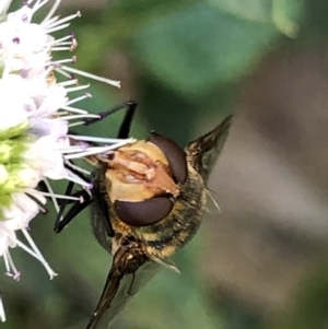 Rutilia (Chrysorutilia) sp. (genus & subgenus) at Monash, ACT - 27 Feb 2019