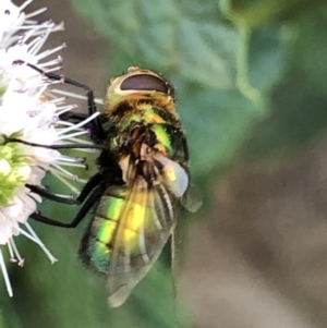 Rutilia (Chrysorutilia) sp. (genus & subgenus) at Monash, ACT - 27 Feb 2019