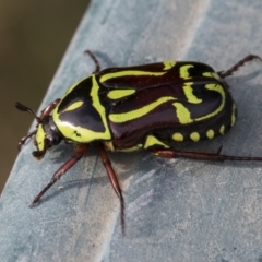 Eupoecila australasiae (Fiddler Beetle) at Higgins, ACT - 10 Jan 2019 by AlisonMilton