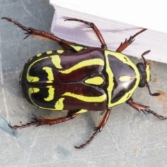 Eupoecila australasiae at Higgins, ACT - 10 Jan 2019