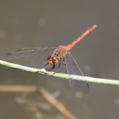 Diplacodes bipunctata (Wandering Percher) at Dunlop, ACT - 2 Jan 2019 by AlisonMilton