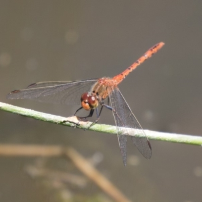 Diplacodes bipunctata (Wandering Percher) at Dunlop, ACT - 2 Jan 2019 by Alison Milton