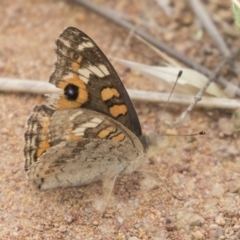 Junonia villida (Meadow Argus) at Dunlop, ACT - 2 Jan 2019 by Alison Milton