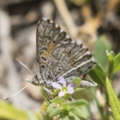 Lucia limbaria (Chequered Copper) at Dunlop, ACT - 2 Jan 2019 by Alison Milton