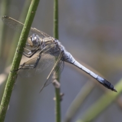 Orthetrum caledonicum (Blue Skimmer) at The Pinnacle - 2 Jan 2019 by Alison Milton