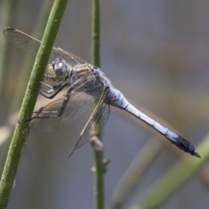 Orthetrum caledonicum at Dunlop, ACT - 2 Jan 2019