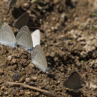 Zizina otis (Common Grass-Blue) at Dunlop, ACT - 1 Jan 2019 by Alison Milton