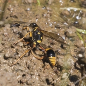 Sceliphron formosum at Dunlop, ACT - 2 Jan 2019