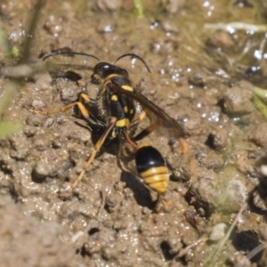 Sceliphron formosum at Dunlop, ACT - 2 Jan 2019